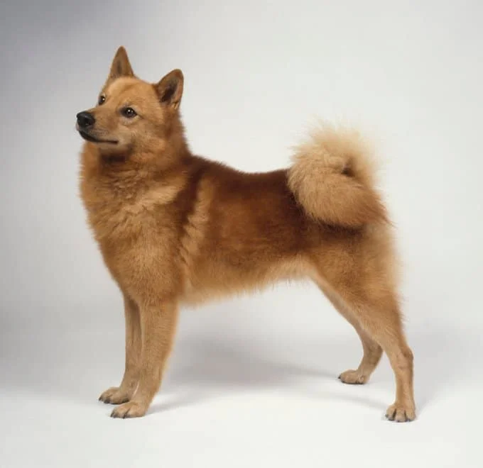 foto Perro Spitz Finlandés