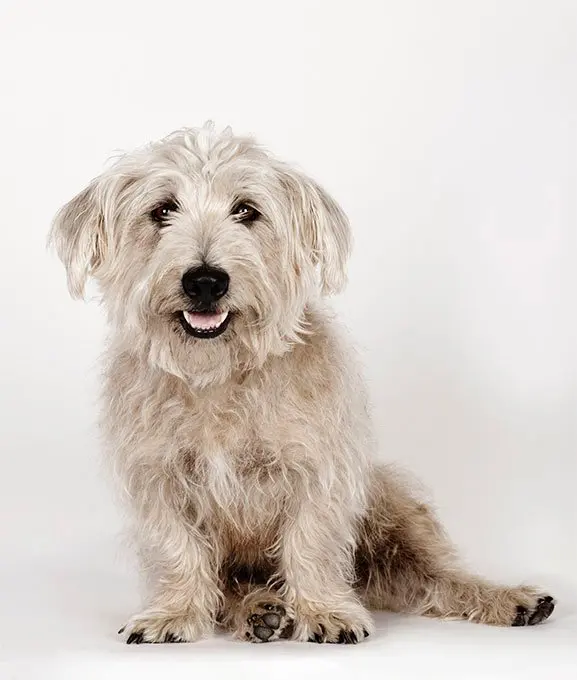 Perro Terrier de Glen of Imaal 8-sitforward