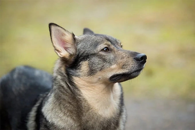 foto Perro Vallhund Sueco
