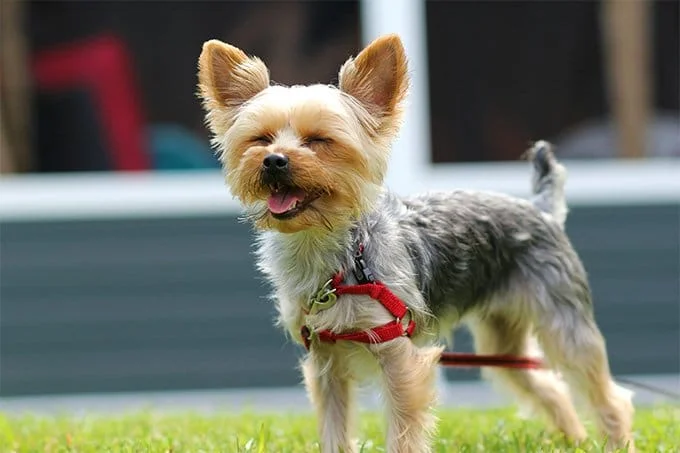 foto Perro Yorkshire Terrier