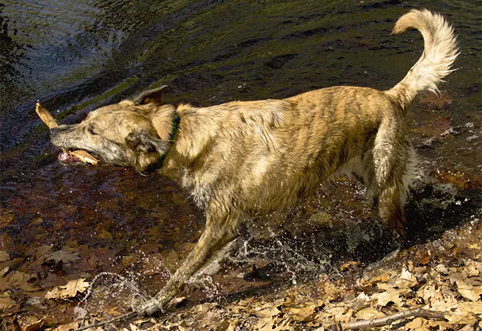 foto Perro de Catahoula Leopardo