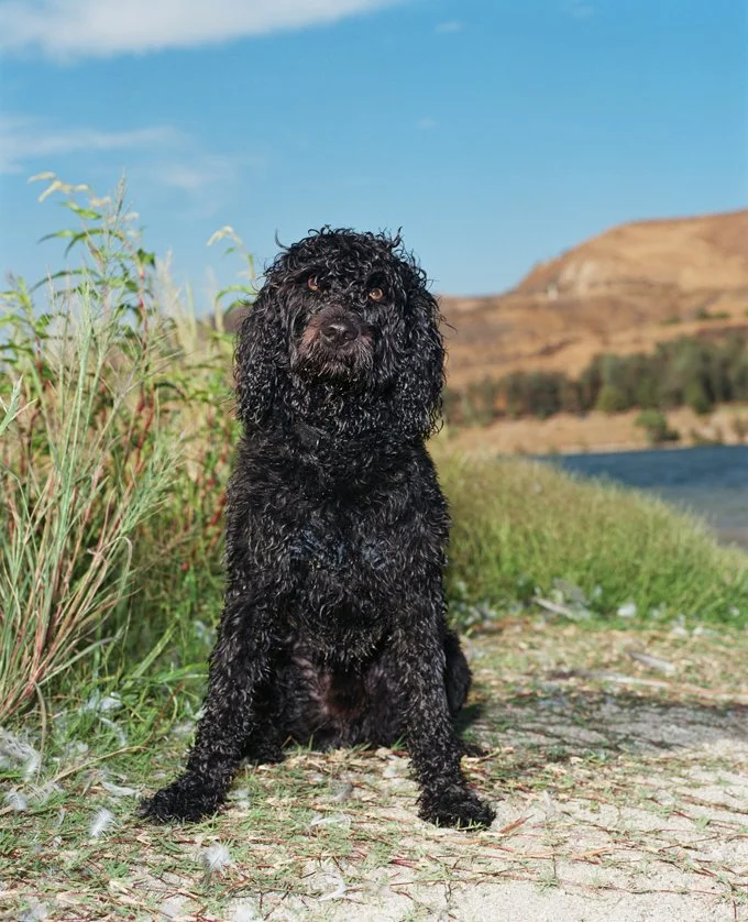 foto Perro de Agua Portugués