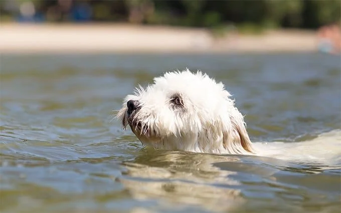 foto Perro Coton de Tulear
