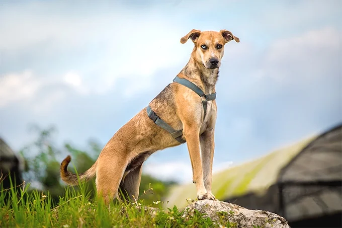 foto Perro de Catahoula Leopardo