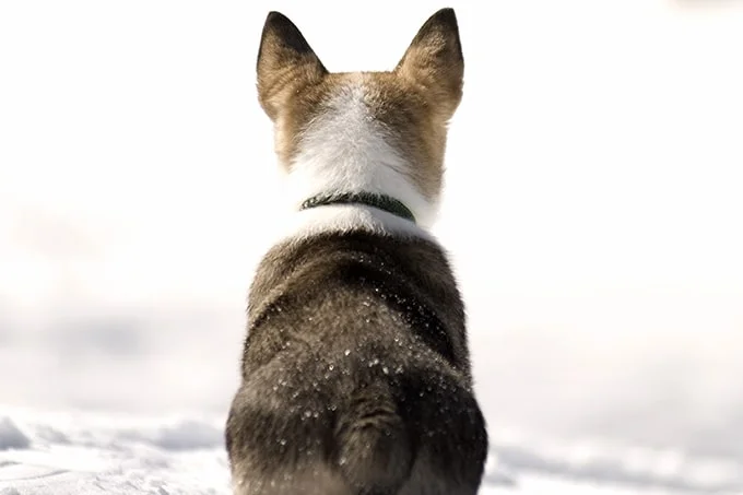 foto Perro Vallhund Sueco