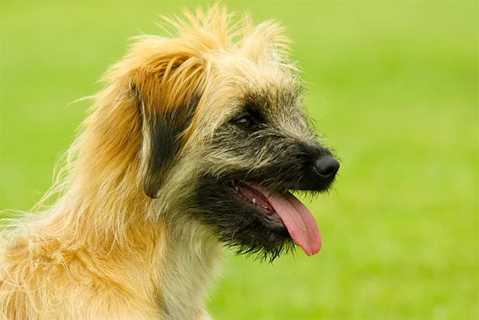 foto Perro Pastor de los Pirineos