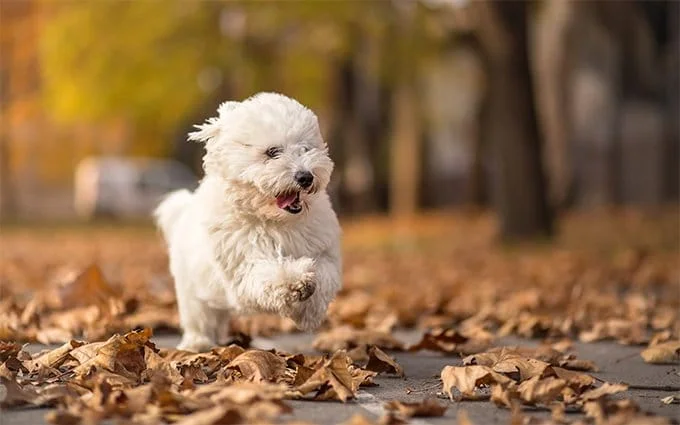 foto Perro Coton de Tulear