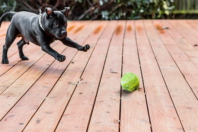 foto Perro Staffordshire Bull Terrier