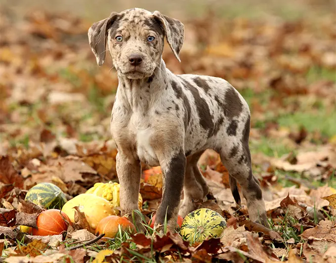foto Perro de Catahoula Leopardo