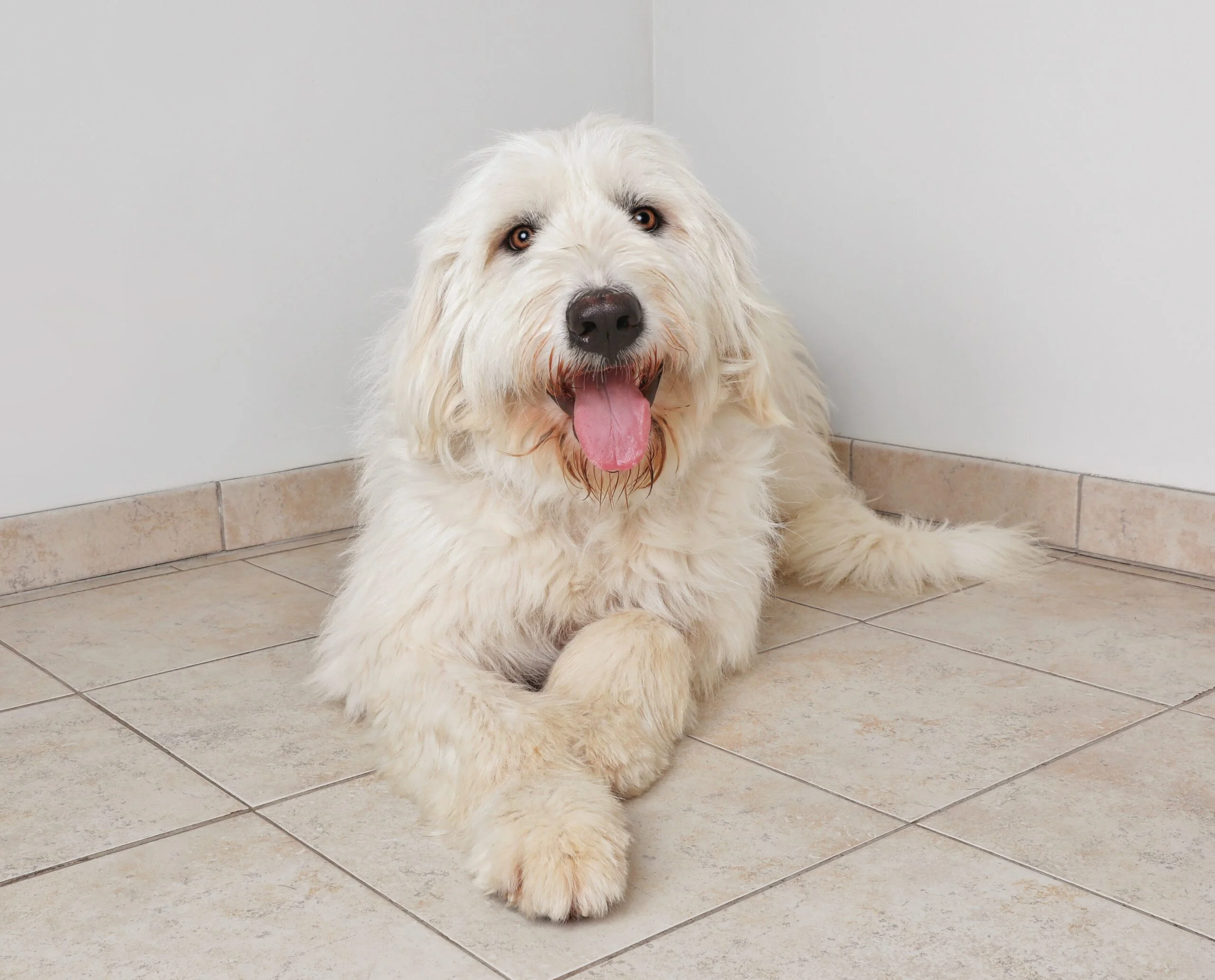 foto Perro de mezcla de Pyredoodle