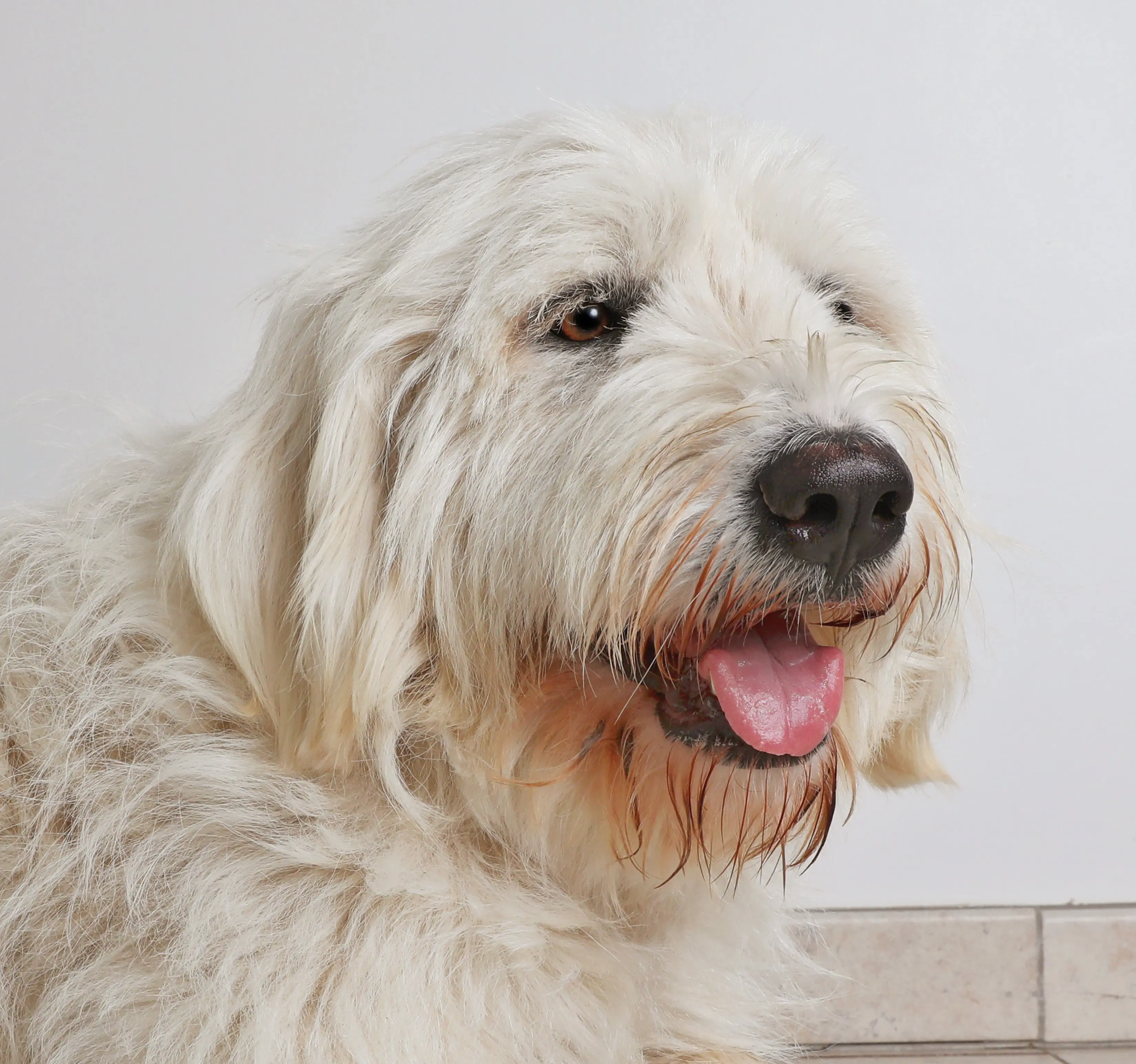 foto Perro de mezcla de Pyredoodle