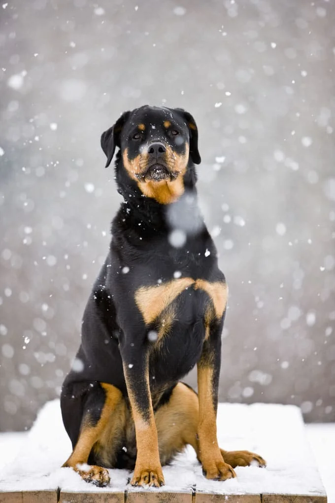 foto Perro Rottweiler
