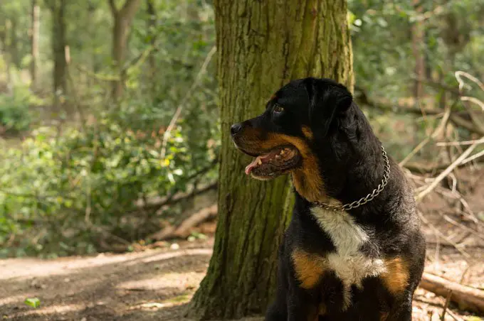 foto Perro Rottweiler