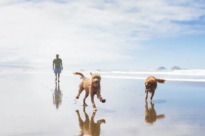 foto Perro Goldendoodle