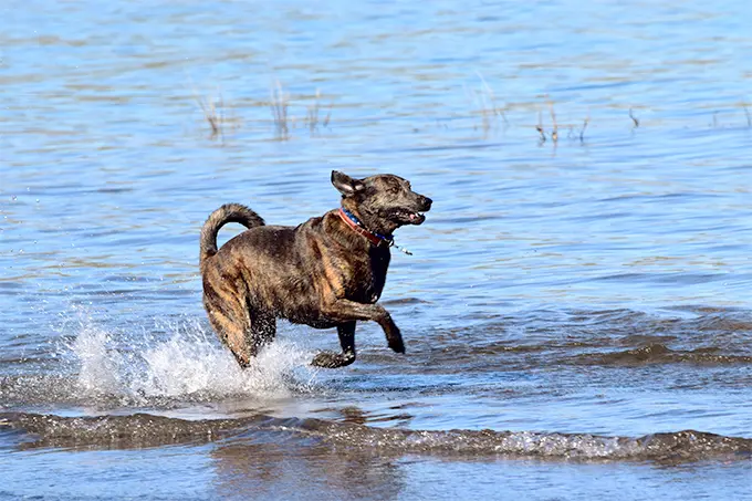 foto Perro de Catahoula Leopardo