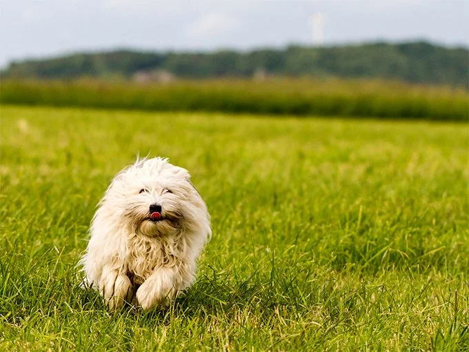 foto Perro Coton de Tulear
