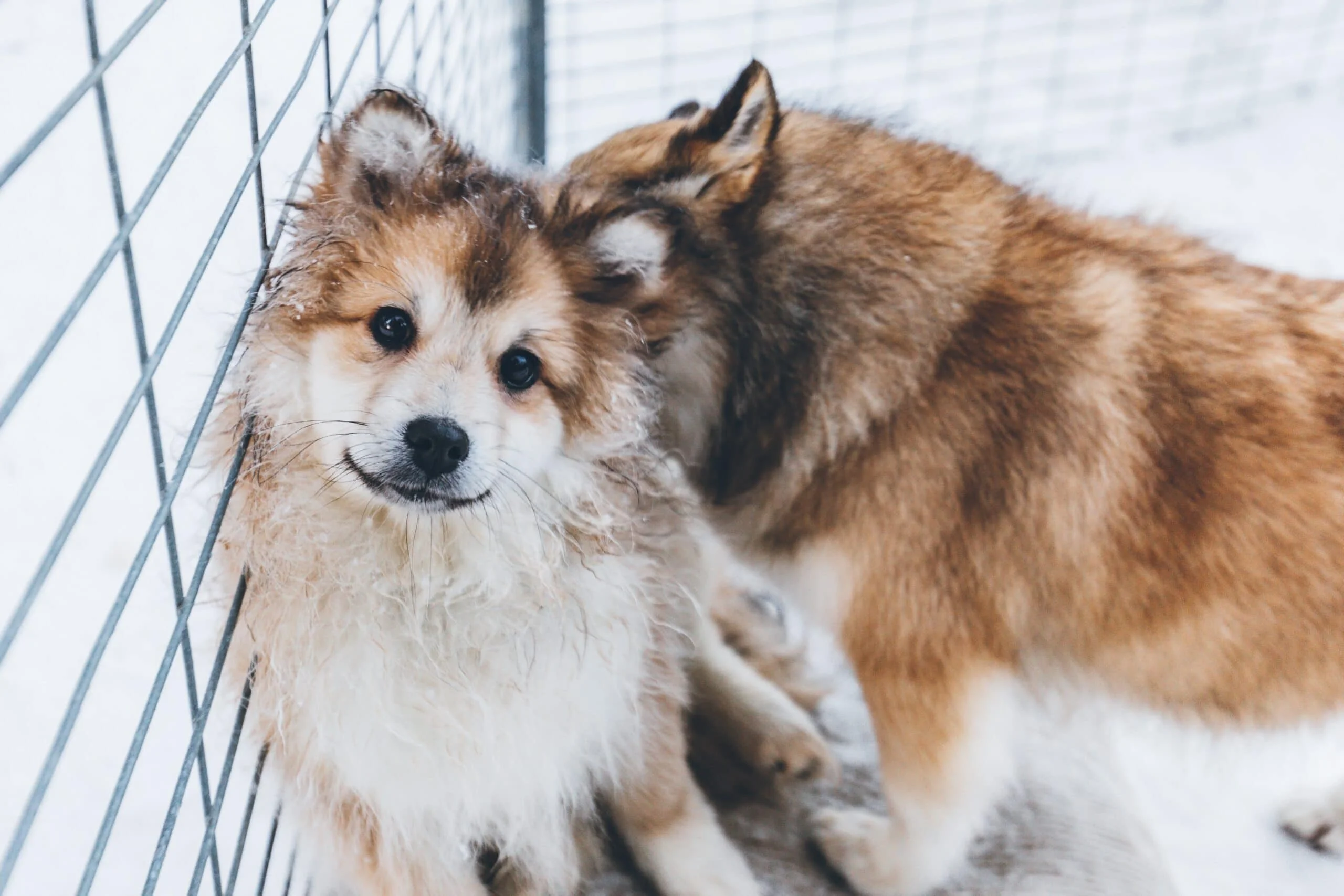foto Perro Samusky Mixto