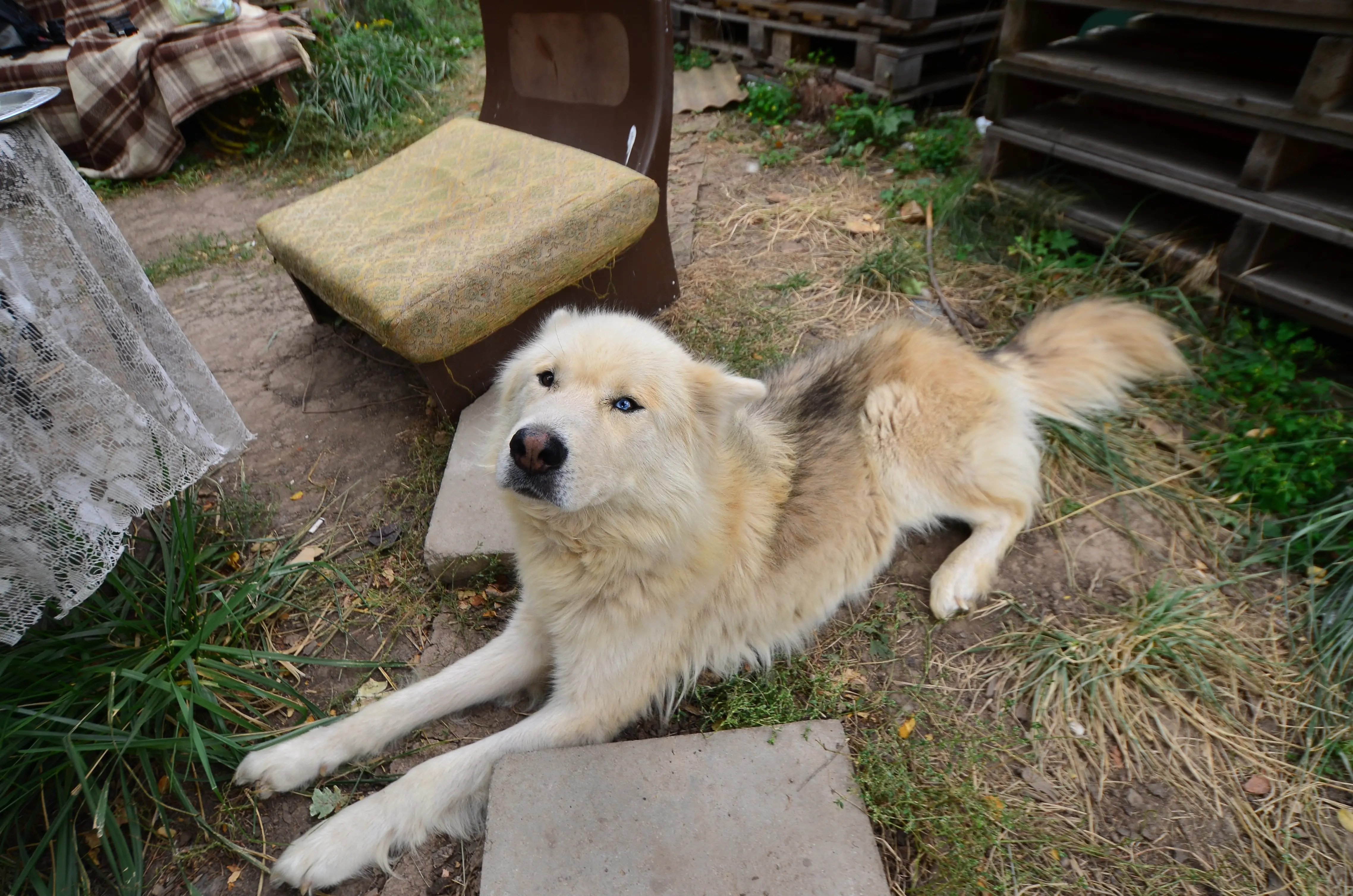 foto Perro Samusky Mixto