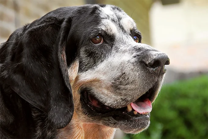 foto Bluetick Coonhound