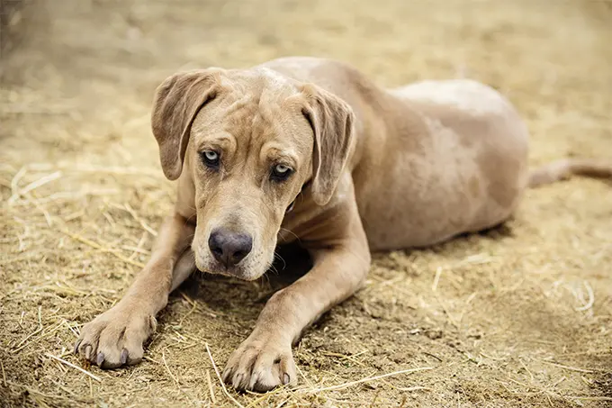 foto Perro de Catahoula Leopardo