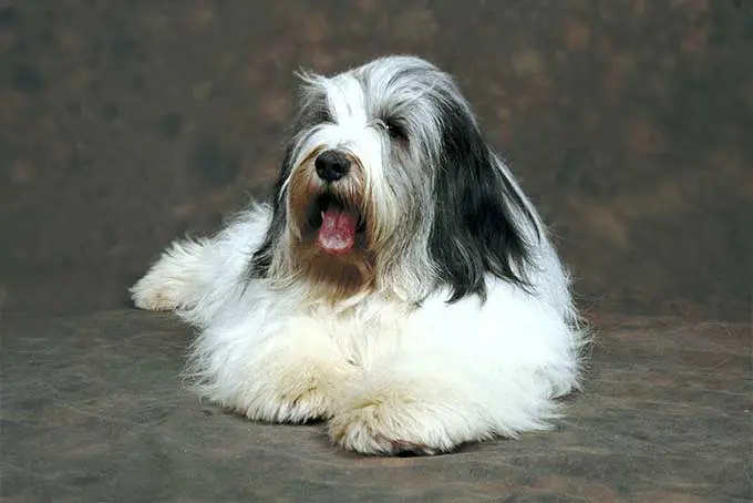 foto Perro pastor polaco de llanura