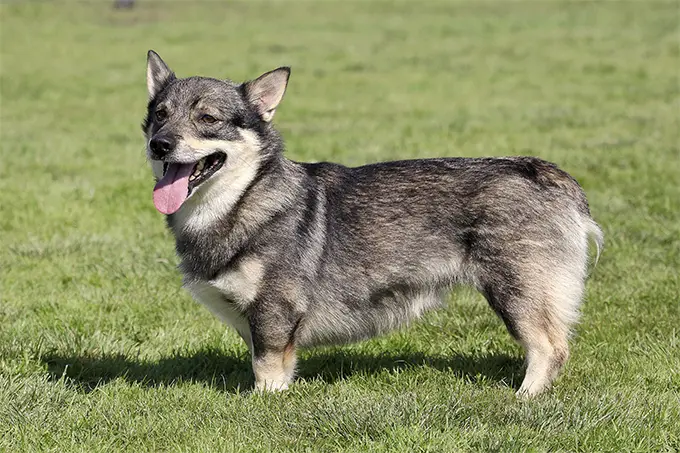 foto Perro Vallhund Sueco
