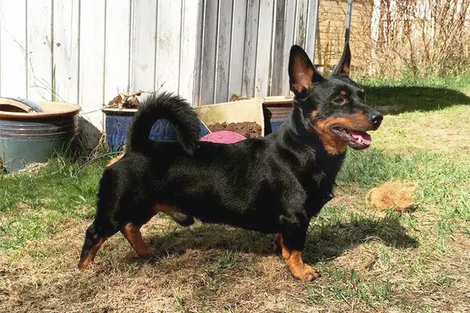 foto Perro Lancashire Heeler