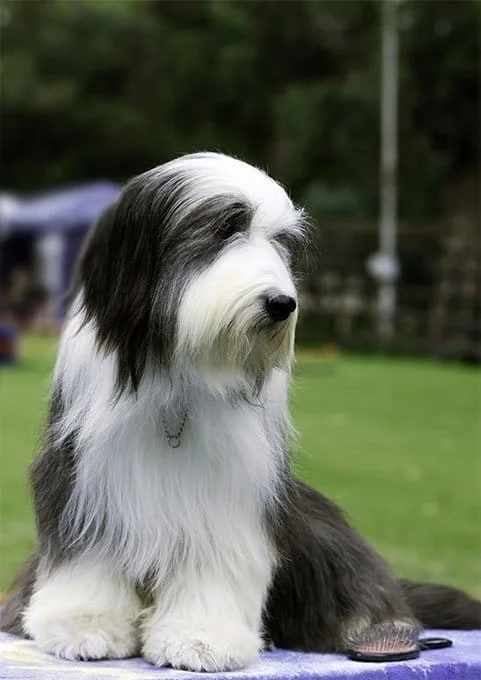 foto Perro pastor polaco de llanura