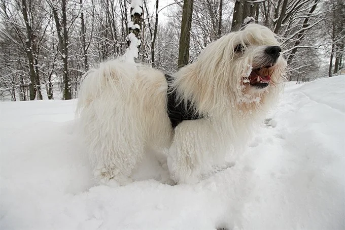 foto Perro Coton de Tulear