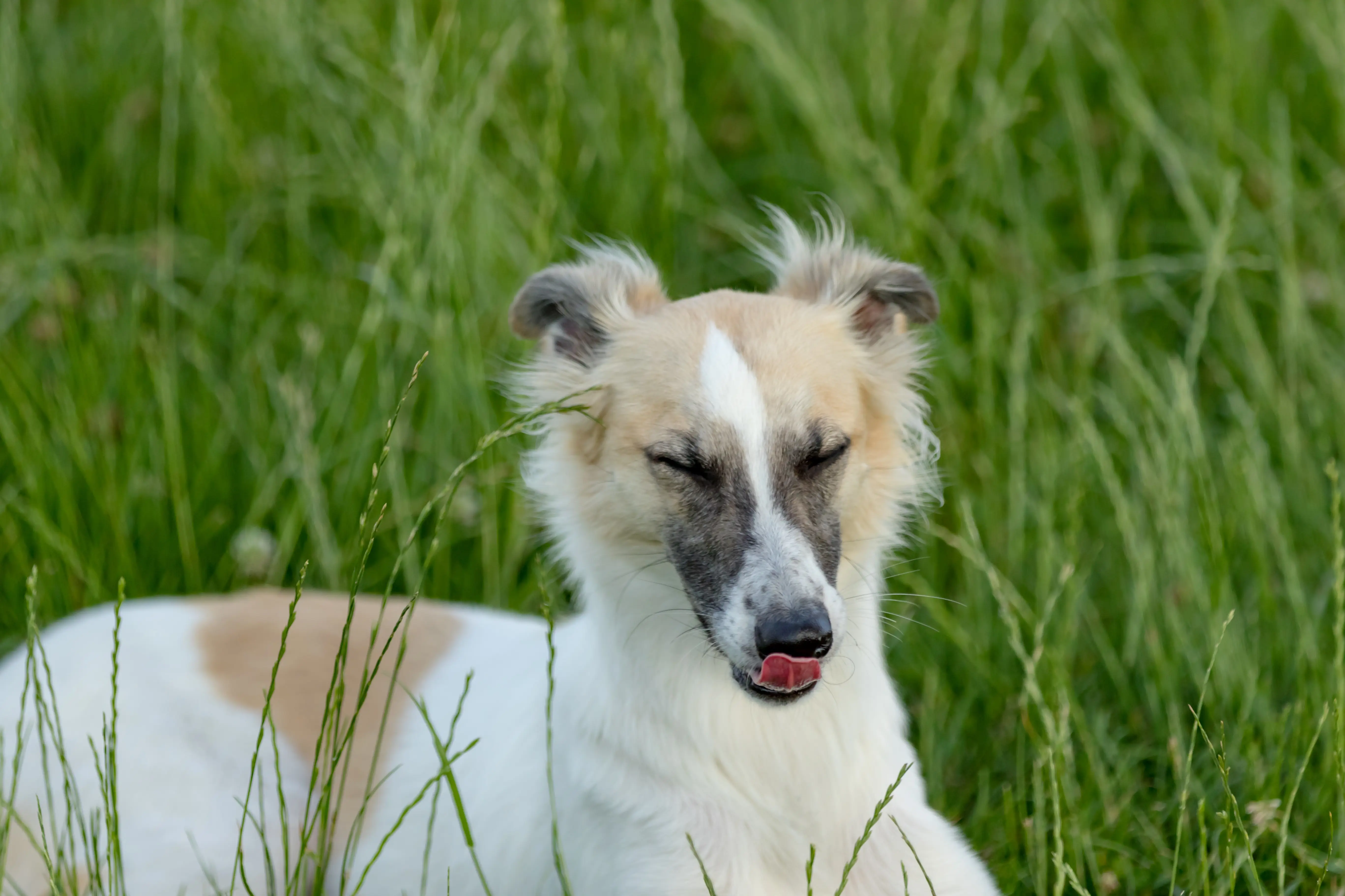 foto Perro de raza Windhound de Siberia