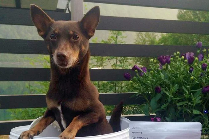 foto Perro Lancashire Heeler