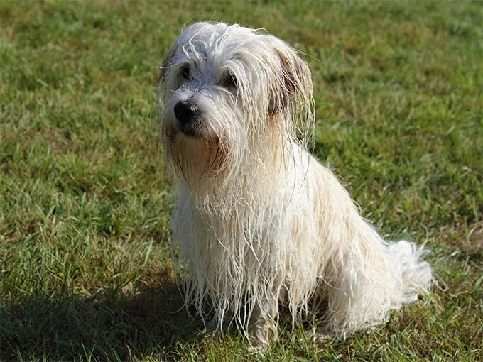 foto Perro Coton de Tulear