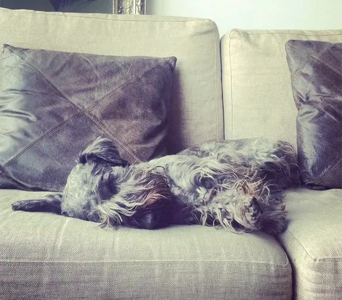 foto Perro de raza Cesky Terrier