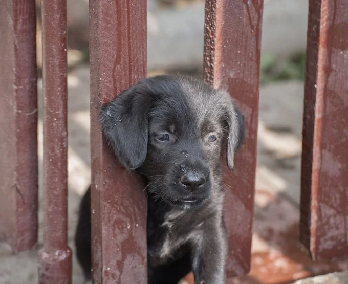 foto Perro Schnauzer Estándar