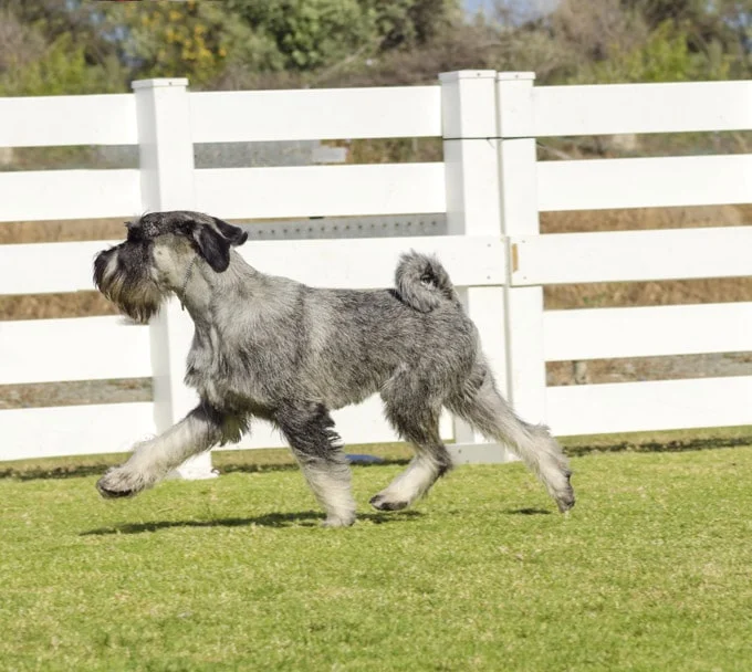 foto Perro Schnauzer Estándar