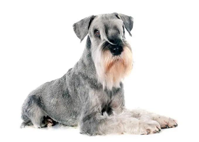 foto Perro Schnauzer Estándar