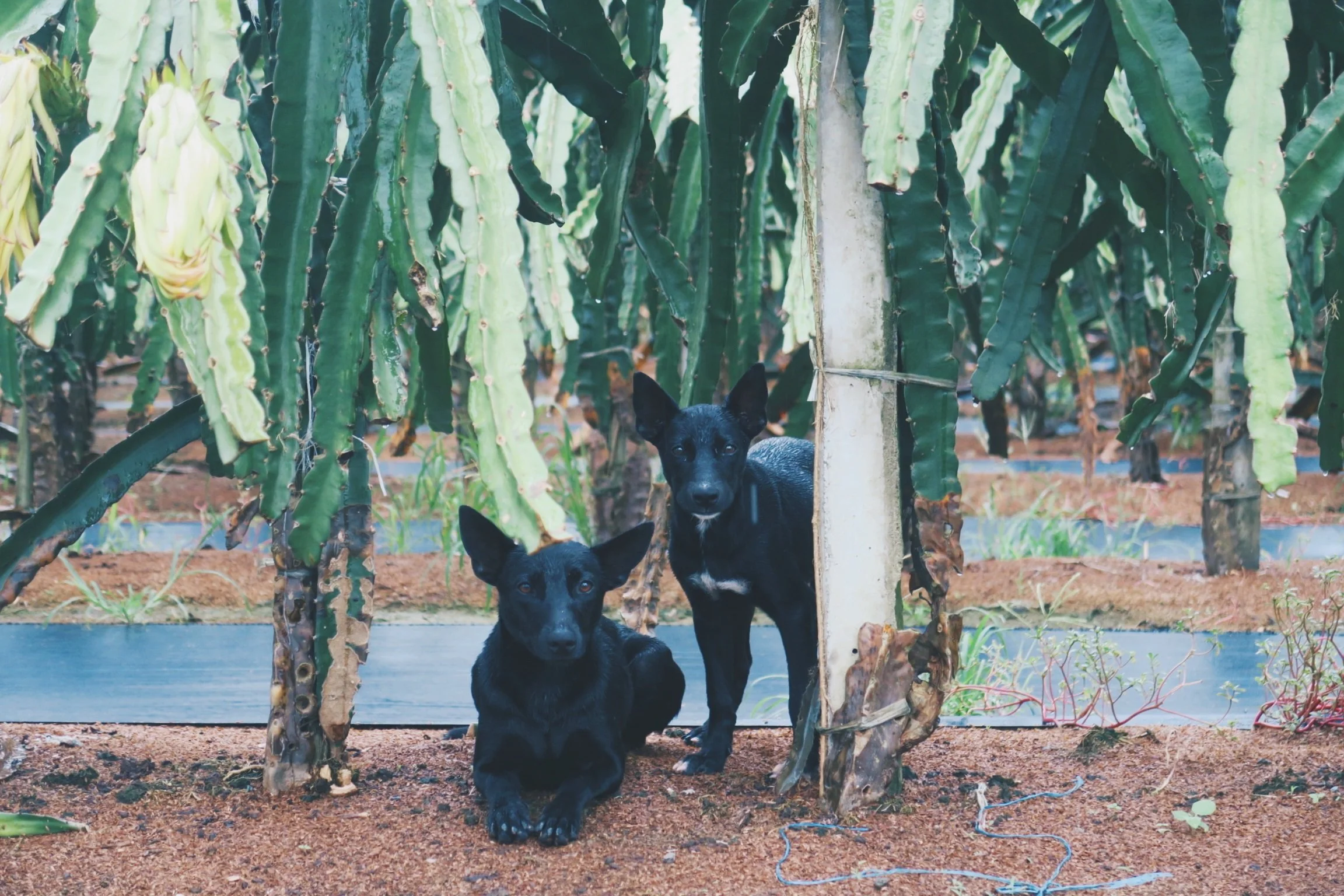 foto Perro de Taiwán