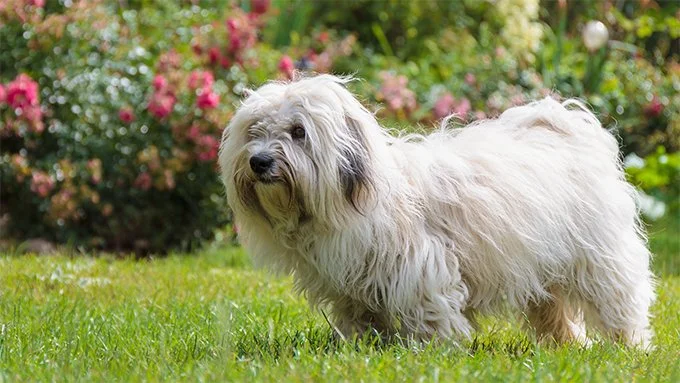 foto Perro Coton de Tulear