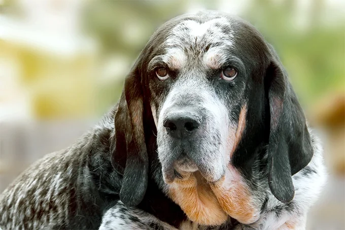 foto Bluetick Coonhound