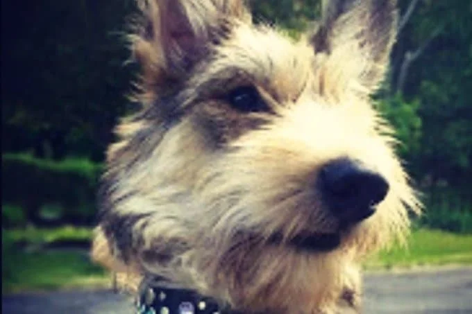 foto Perro Berger Picard
