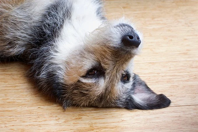 foto Perro Berger Picard