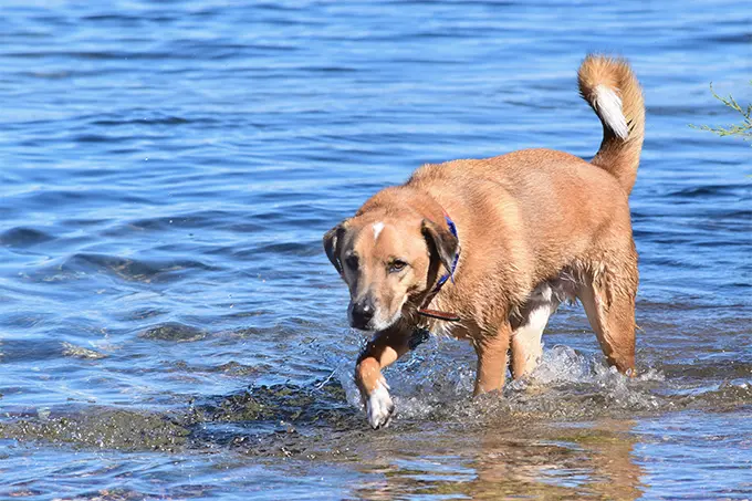 foto Perro de Catahoula Leopardo