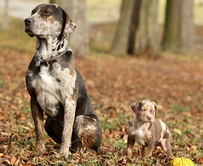 foto Perro de Catahoula Leopardo